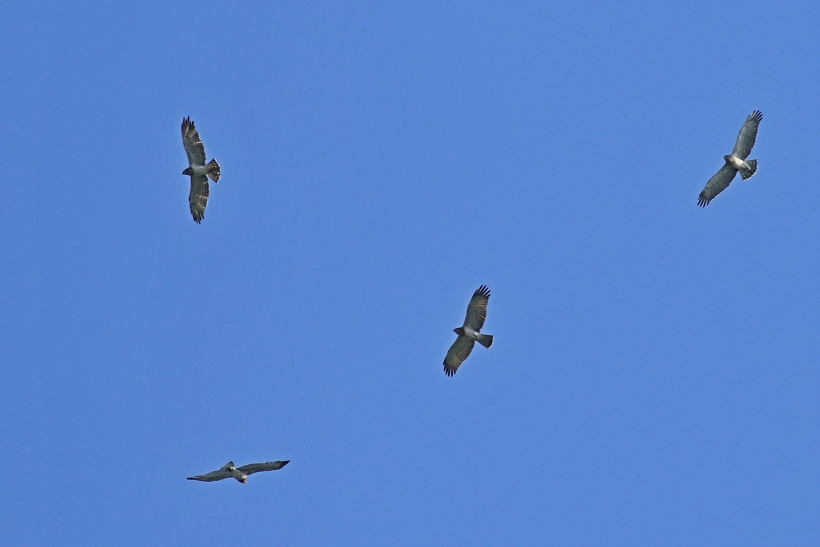 Biancone (Circaetus gallicus )